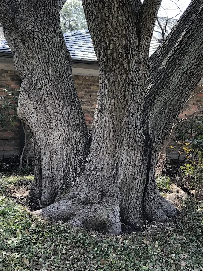 Mature heritage tree close to a Westland property cared for by certified arborists