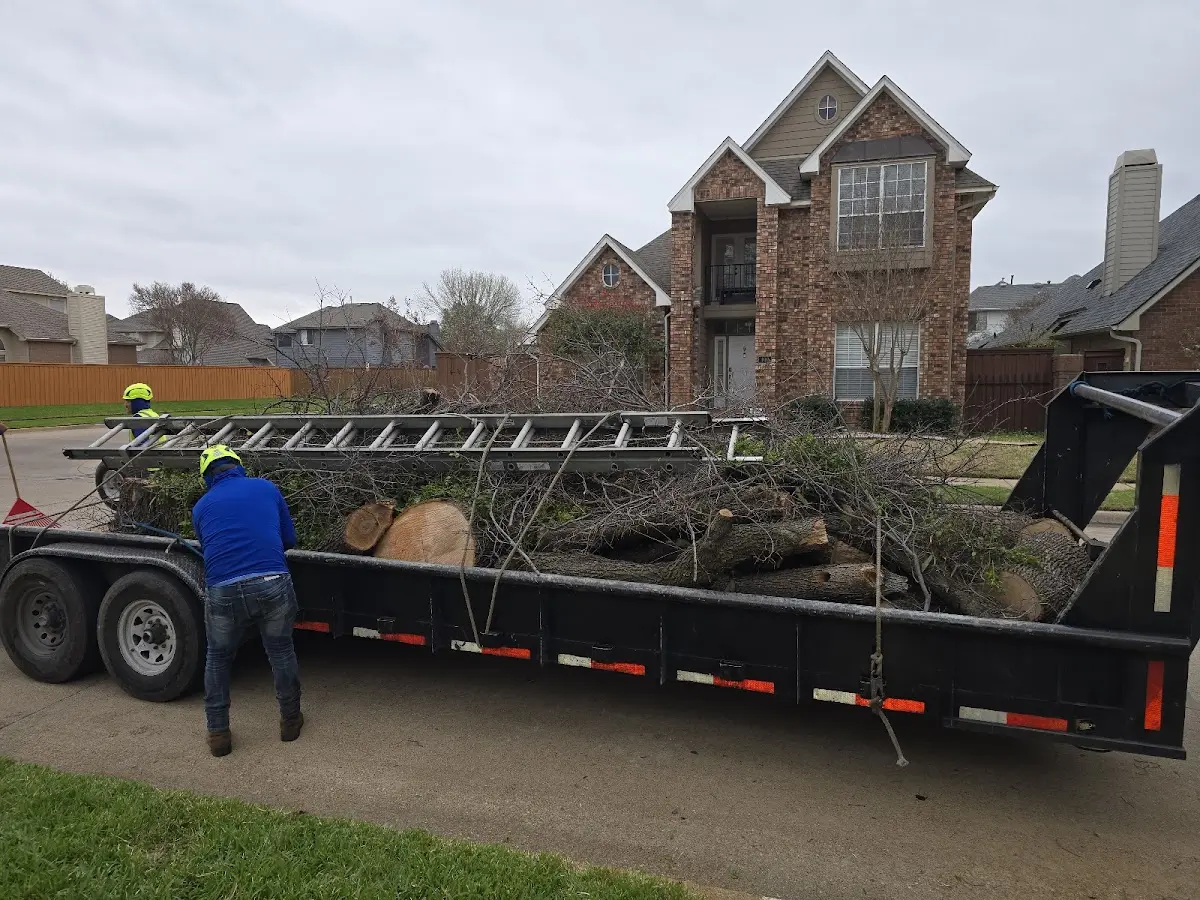 Expert Tree Removal with proper safety equipment in Westland
